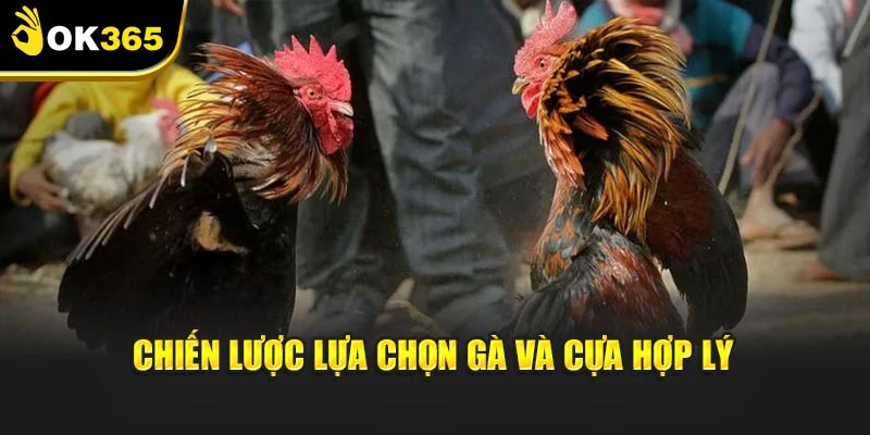 Chiến lược lựa chọn gà và cựa hợp lý