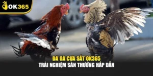 Đá Gà Cựa Sắt Ok365 – Trải Nghiệm Săn Thưởng Hấp Dẫn