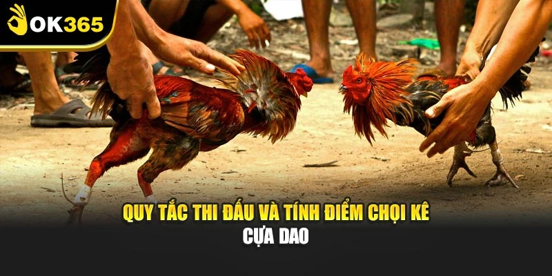 Quy tắc thi đấu và tính điểm chọi kê cựa dao