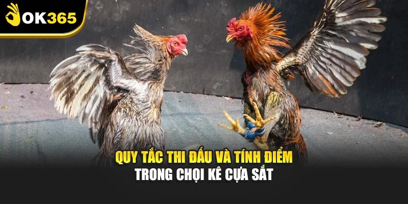 Quy tắc thi đấu và tính điểm trong chọi kê cựa sắt